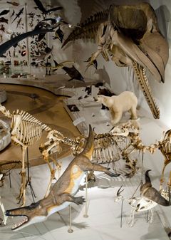 Evolutionshallen på Zologisk Museum. Foto: Jens Astrup, Statens Naturhistoriske Museum