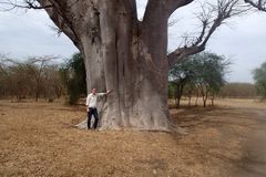 De afrikanske Baobabtræer, der giver frugter én gang om året, kan blive flere tusind år gamle. Foto: Privat