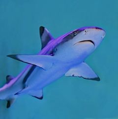 Du kan i dag få specialdesignede akvarier, der er store nok til at huse hajer. Foto: PR.