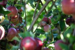 Æblerne med de smukke kinder på frugtplantagen på Lilleø. Foto: Meyers
