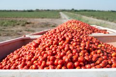 Øgede lufttemperaturer kan ændre dyrkningen af tomater til fremtiden. De ændringer bør forarbejdningsindustrien ifølge professor Davide Cammarano forbedrede sig på.. Foto: Colourbox