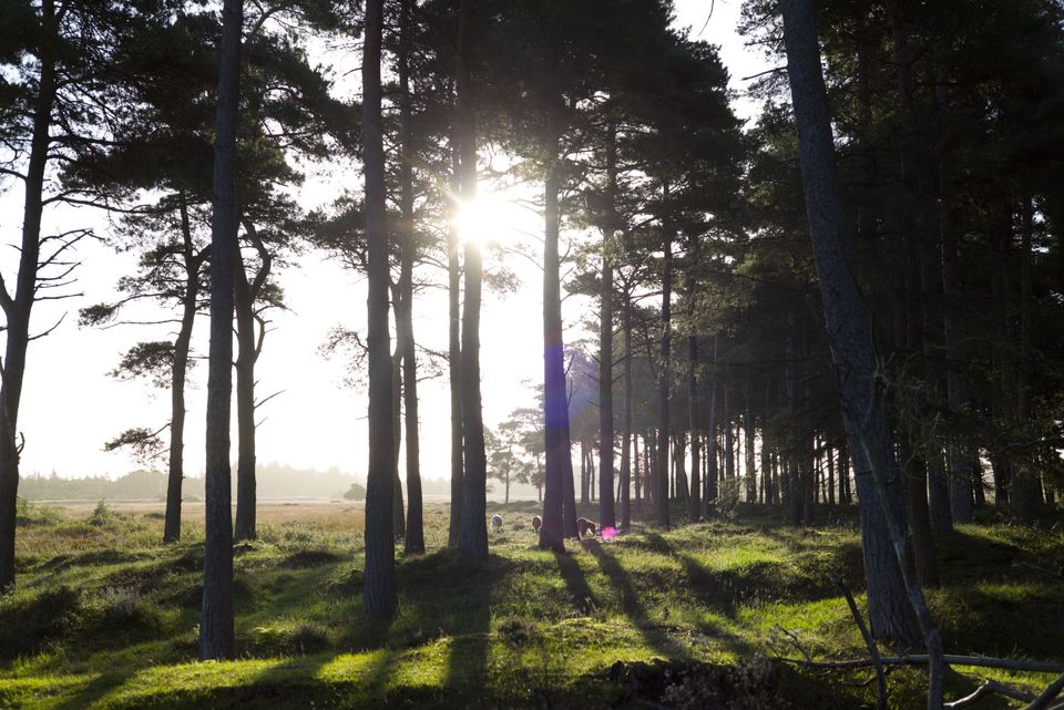 Naturnationalpark Tranum Er Et Skridt Nærmere Etablering Miljøministeriet 