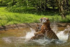 Knuthenborg Safaripark har sammen med Dyrenes Beskyttelse og med støtte fra QATO Fonden designet et tigeranlæg, der skal huse pensionerede cirkustigere og på sigt andre såkaldte ’rescue-tigere’. Anlægget bliver det største af sin slags i Europa, hvor tigerne kan være ude hele året. Foto: Dyrenes Beskyttelse. Til fri afbenyttelse.