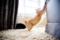 Katte kradser ikke kun for at hvæsse kløer, men også som et tegn til andre katte og som en del af dens almindelige velbefindende. Det går ofte ud over hjemmets møbler, men med feromonproduktet Felliscratch kan man lokke sin kat til at bruge kradsebrættet i stedet. Foto: PR.