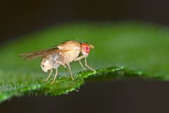 Fruit fly (Drosophila).  Photo: Getty Images