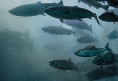 Industrielt fiskeopdræt er afhængig af god vandkvalitet, hvis ikke fiskene skal lide skade eller dø af iltmangel. Foto: Blue Unit.