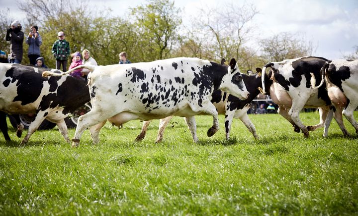Tag familien med på gårdbesøg og oplev køerne danse ud på græs søndag d. 19. april .