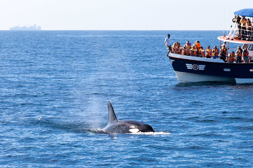 whalesafari-sri-lanka