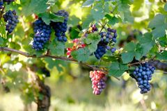 Den økologiske vinproduktion forventes næsten at tredobles over en tiårig periode fra 2012 til at ramme over en milliard solgte flasker i 2022. Foto: PR.