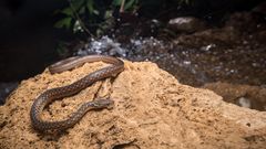 Slangen Hebius terrakarenorum. Fundet i Thailand. Opholder sig både i vand og på land. Foto: © Ton Smits