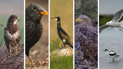 'Danmarks fugle' beskriver 314 fuglearter med fakta, fotos og data__Foto: Jan Skriver / DOF BirdLife (musvåge, solsort, skarv, havørn, klyde)