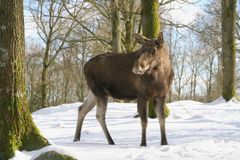 Turister, der skal på skiferie i enten Norge eller Sverige, skal være ekstra opmærksomme på elge.