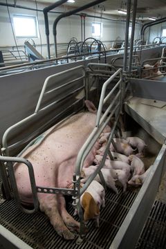 I Danmark har de tre organisationer Dyrenes Beskyttelse, World Animal Protection Danmark og Dyrenes Venner stået i spidsen for at få indsamlet over 60.000 validerede underskrifter. Foto: Dyrenes Beskyttelse. Til fri afbenyttelse