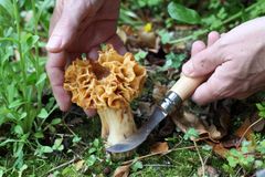 Med det ultimative redskab – Opinel No.8 Svampekniv – kan ingen svamp vide sig sikker i skovbunden. Foto: PR.