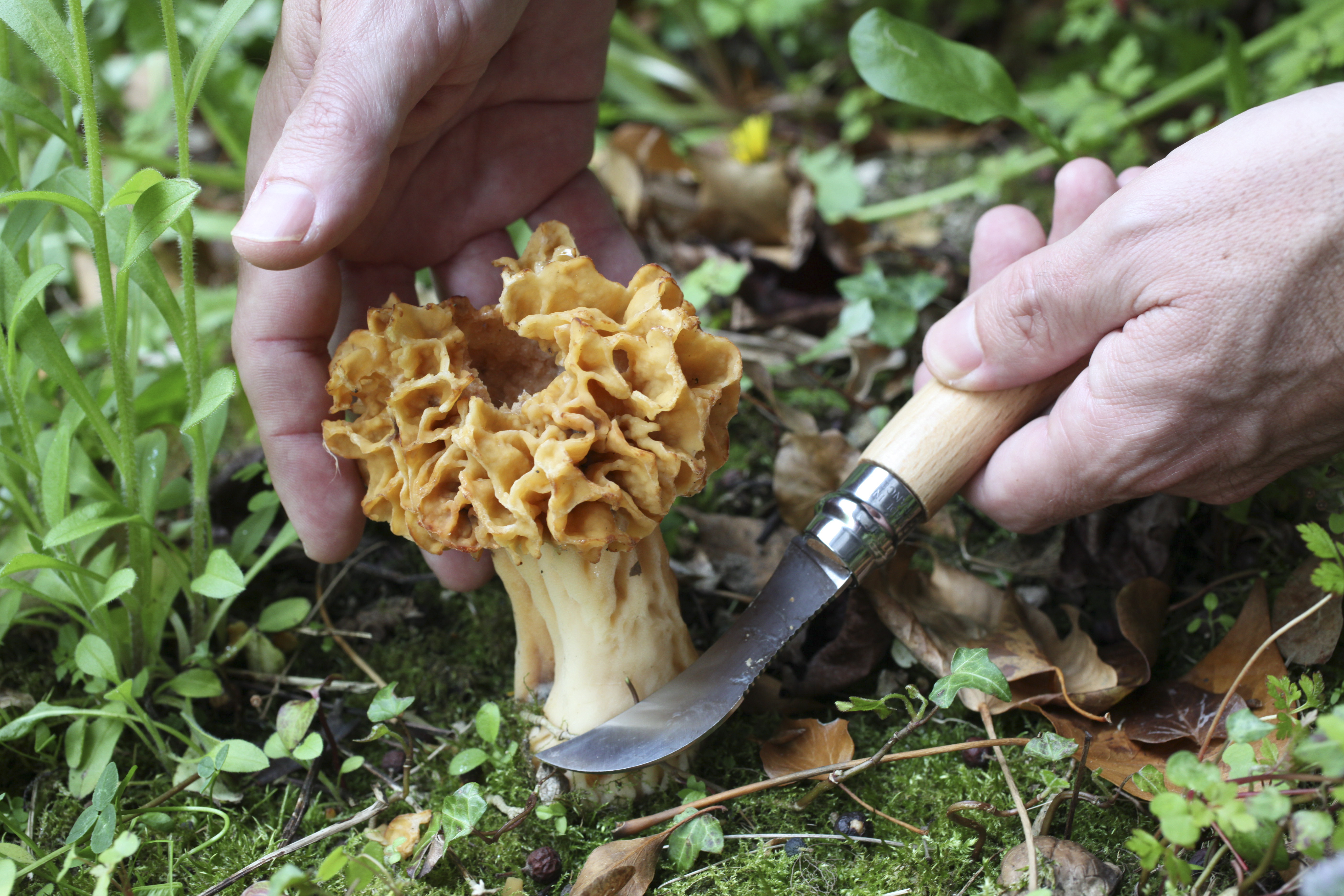 Tid til svampejagt – perfekte gør høsten lettere | Plantorama