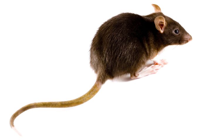 Vær opmærksom på sprækker og revner, hvor både mus og rotter kan trænge ind Foto: PR.