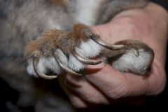 Smertefuld negle hos en hund fra en dyreværnssag.