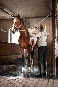 Diabetesmedicin til mennesker giver nyt håb for heste med forfangenhed.
Foto kan frit benyttes ved omtale af artiklen.