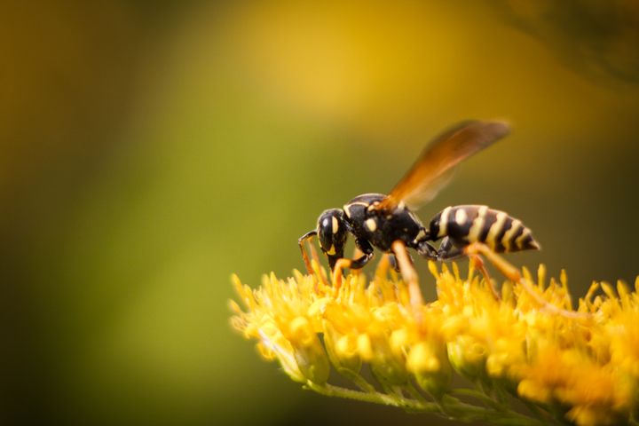 Omkring 50.000 danskere har allergi over for bi- eller hvepsestik. Foto: Colourbox