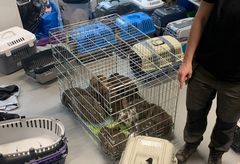 Dyrenes Beskyttelse har fået overdraget 44 kaniner. En kanin døde i bilen på vej til internatet og flere af kaninerne var i så dårlig stand at de måtte aflives ved ankomsten. Foto: Dyrenes Beskyttelse. Til fri afbenyttelse.