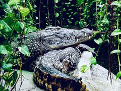 Sobek, en af de 23 forskellige krokodillearter i den specialiserede zoo i Eskilstrup, som kan prale af at have samtlige krokodillearter i verden.