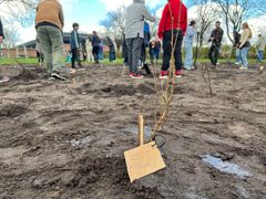 Hvert træ blev plantet af to elever, der selv havde valgt, hvilket træ, det skulle være. Foto: Billund Kommune