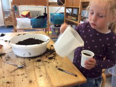 Marie er ved at vande sit solsikkefrø. Frøene spirer hurtigt, og bliver senere sat i blomsterkassen på Møllebakkens legeplads.