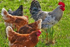 Ifølge Plantoramas dyreekspert er tre til fire høns nok, hvis man vil have friske æg dagligt. Foto: PR