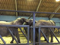 I dag blev cirkuselefanterne forenet for første gang. Foto til fri afbenyttelse