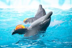 Slut med delfiner som smilende klovne med badebolde, når verdens største rejsebureau, Expedia dropper delfinarier efter pres fra world Animal Protection.