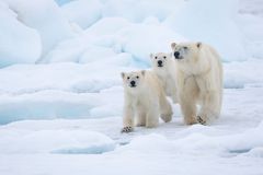 Isbjørne - mor og unger - i Svalbard, Norge. Foto af: Richard Barrett / WWF