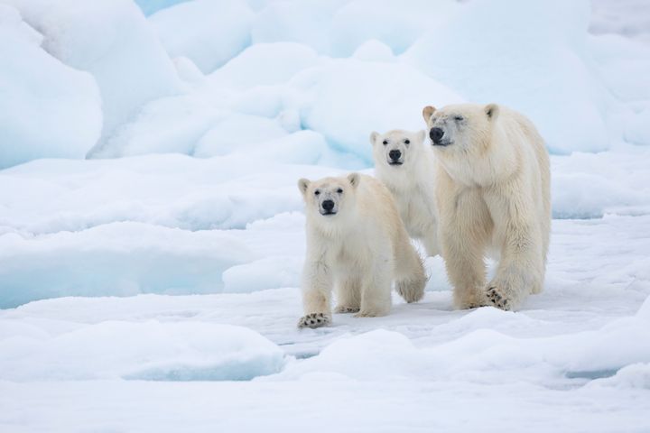 Isbjørne - mor og unger - i Svalbard, Norge. Foto af: Richard Barrett / WWF