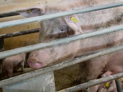 Foto: Dyrenes Beskyttelse. Rettigheder: Kan frit afbenyttes