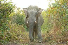 Elefanterne i Myanmar er truet af krybskytter, der flår dem for deres hud.