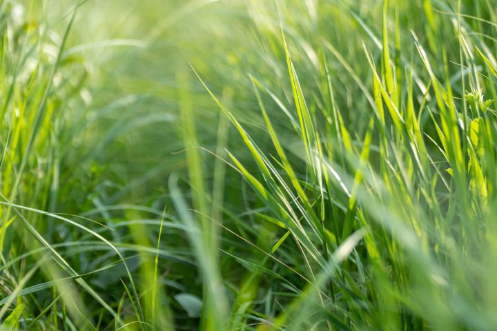 Sæsonen for græspollen er i gang. Foto: Shutterstock
