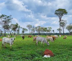 Når landbrugsjorden vitaliseres med hjælp af de plantede baru træer, genoplives landbrugsjorden og det er muligt for lokalbefolkningen at have kvæg og blive boende i deres lokalområde.