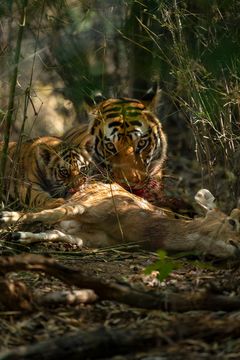 Tigerunger hilser moderen velkommen hjem efter sin jagt Foto: WWF / Suyash Keshari