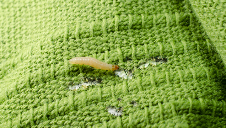 Klædemøllenes små larver gnaver hul i tøjet i skabet. Ifølge skadedyrsekspert fører danskernes stigende køb af økologisk tøj til flere skadedyr i garderoben. Foto: PR.