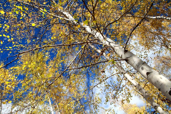 Astma-Allergi Danmark har i dag fundet de første birkepollen i pollenfælderne. Foto: Colourbox