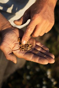 Den første høst af økologiske bælgfrugter skal bruges til opskriftsudvikling og tests i Meyers Madhus, samt i en rugbrødsblanding i dagligvarehandlen. Foto: Henrik Sørensen