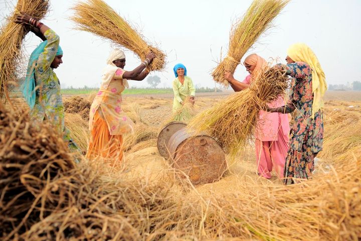 Kvinder i Punjab, Indien, høster ris med traditionelle metoder. Dyrkning af afgrøder over hele verden bliver påvirket af klimaforandringerne, og det er kvinderne, der bliver ramt hardest. Billede: Neil Palmer (CIAT), Flickr