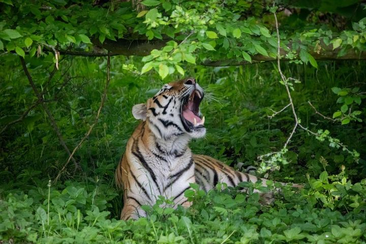 Tigerskoven i Knuthenborg Safaripark er netop blevet indviet, og giver med sine 6000 m2 parkens fem tigre masser af plads at boltre sig på. Foto: Asger Thielsen