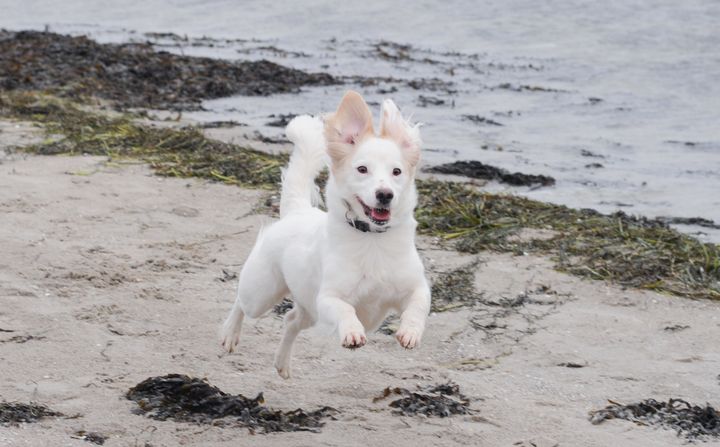 Fra den 1. oktober må hunde igen gå uden snor på de danske strande. Dyrenes Beskyttelse opfordrer dog til, at man aldrig slipper hunden løs, hvis man ikke har fuld kontrol over den. Foto: Dyrenes Beskyttelse. Til fri afbenyttelse.