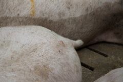 98,5 pct. af alle grise i Danmark får klippet halen af. Det svarer til ca. 85.000 om dagen eller én hvert sekund. Foto: Dyrenes Beskyttelse