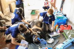 Foto: World Animal Protection