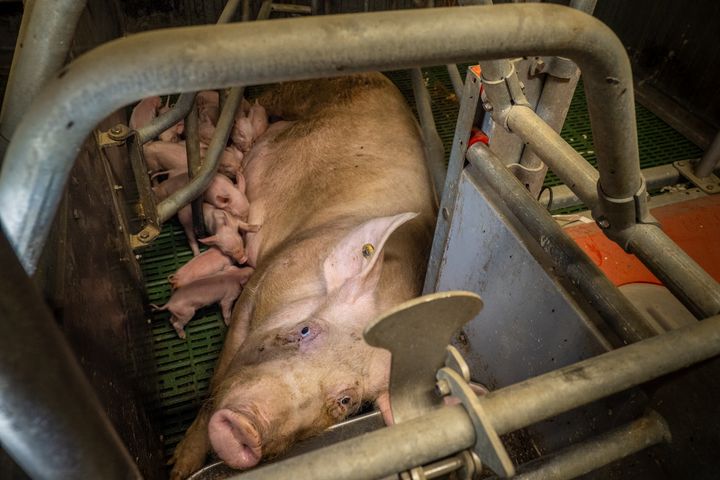 Ny rapport afslører, at millioner af slagtesvin og avlssøer fastspændes under rystende forhold i EU-lande som Frankrig, Spanien, Italien og Polen.