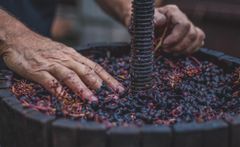 Økologisk vinbrug giver et sundere arbejdsmiljø, og så har økologisk dyrkede druer udviklet sig til at skabe fantastisk rene vine i smag og udtryk, siger Bo Otterstrøm, direktør og vinekspert ved Klubvin.dk. Foto: PR.