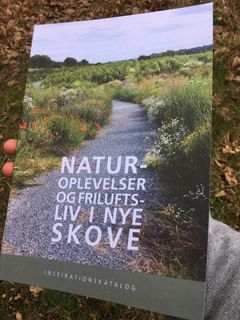 De seneste 30 år har staten plantet flere end 100 nye skove i Danmark, og det giver en række gevinster. Foto Naturstyrelsen