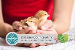 DVF er blandt de få udvalgte organisationer fra hele verden, der i år får anbefalingen som "Standout Charity" af organisationen Animal Charity Evaluators (ACE). Foto: Wirestock/Freepik