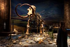 Mammutskelet i Neandertalerudstilling på Moesgaard Museum Foto Moesgaard Museum